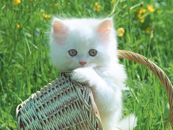 saint arnoult parler à l'oreille des chats  Les chats, encore les chats et 