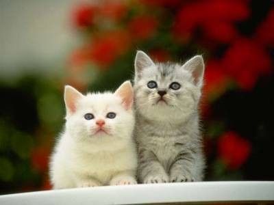 image de chat jolie